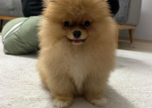 Pomeranian